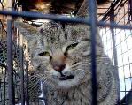 This poor little bastard is a witness to the fate of his brother. Most of us will never have seen an expression like this on a cat, but it is abject fear. He is howling in a way that would turn your blood to ice. He knows what awaits him. 